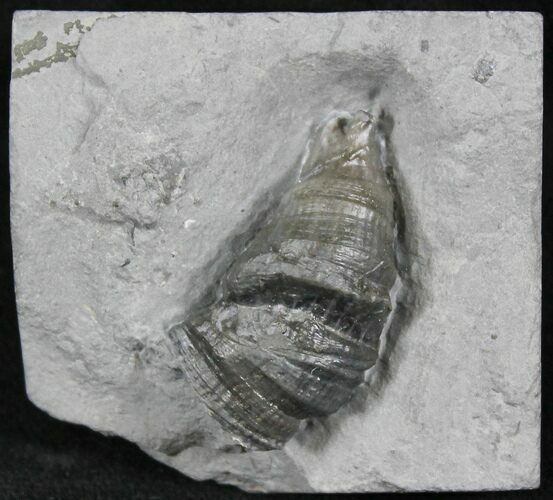 Horn Coral, Devonian Aged From New York #26456